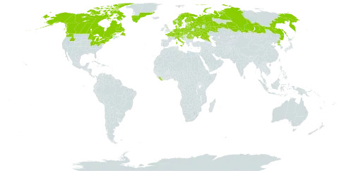 Andromeda polifolia world distribution map, present in Austria, Belgium, Belarus, Canada, Switzerland, Czech Republic, Germany, Denmark, Estonia, Finland, France, United Kingdom of Great Britain and Northern Ireland, Greenland, Croatia, Italy, Liberia, Liechtenstein, Lithuania, Latvia, Netherlands, Norway, Poland, Korea (Democratic People's Republic of), Romania, Russian Federation, Slovakia, Slovenia, Sweden, Ukraine, and United States of America