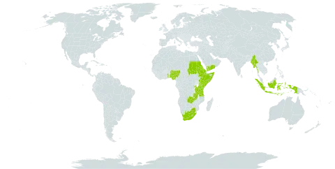 Andropogon amethystinus world distribution map, present in Eritrea, Ethiopia, Indonesia, Kenya, Lesotho, Myanmar, Nigeria, Rwanda, Sudan, Somalia, Togo, Tanzania, United Republic of, Uganda, Yemen, South Africa, and Zambia