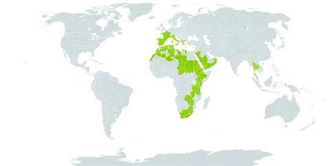 Andropogon distachyos world distribution map, present in Albania, Cyprus, Algeria, Eritrea, Spain, Ethiopia, France, Greece, Italy, Kenya, Libya, Morocco, Oman, Palau, Rwanda, Saudi Arabia, Sudan, Singapore, Turks and Caicos Islands, Chad, Thailand, Tunisia, Tanzania, United Republic of, Uganda, Yemen, South Africa, Zambia, and Zimbabwe