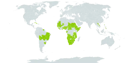 Andropogon gayanus world distribution map, present in Angola, Andorra, Benin, Burkina Faso, Bolivia (Plurinational State of), Brazil, Botswana, Central African Republic, Cabo Verde, Cuba, Eritrea, Ethiopia, Gabon, Ghana, Guinea, Gambia, Guinea-Bissau, Lao People's Democratic Republic, Liberia, Mali, Mozambique, Mauritania, Namibia, Nigeria, Philippines, Sudan, Senegal, Sierra Leone, Somalia, Suriname, eSwatini, Chad, Togo, Tanzania, United Republic of, Uganda, South Africa, Zambia, and Zimbabwe