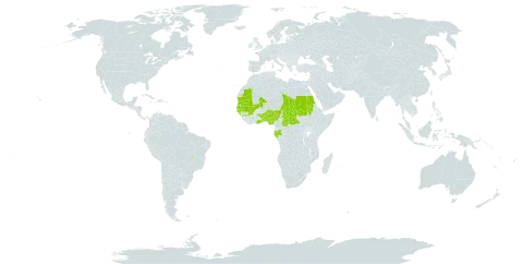 Andropogon gayanus var. bisquamulatus world distribution map, present in Benin, Brazil, Central African Republic, Gabon, Ghana, Guinea, Gambia, Guinea-Bissau, Mali, Mauritania, Nigeria, Sudan, Senegal, Chad, and Togo