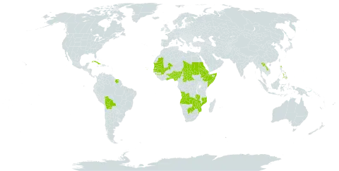 Andropogon gayanus var. gayanus world distribution map, present in Angola, Benin, Burkina Faso, Bolivia (Plurinational State of), Botswana, Central African Republic, Cabo Verde, Cuba, Eritrea, Ethiopia, Ghana, Guinea, Gambia, Lao People's Democratic Republic, Mali, Mozambique, Mauritania, Nigeria, Philippines, Sudan, Senegal, Somalia, Suriname, Chad, Togo, Zambia, and Zimbabwe