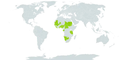 Andropogon gayanus var. polycladus world distribution map, present in Andorra, Benin, Burkina Faso, Botswana, Central African Republic, Gabon, Ghana, Guinea, Gambia, Liberia, Mali, Mauritania, Namibia, Nigeria, Sudan, Senegal, Sierra Leone, eSwatini, Chad, Togo, Tanzania, United Republic of, and Uganda