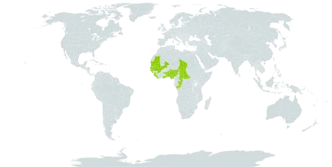 Andropogon tectorum world distribution map, present in Benin, Central African Republic, Congo, Ghana, Guinea, Gambia, Guinea-Bissau, Liberia, Mali, Mauritania, Nigeria, Senegal, Sierra Leone, Chad, and Togo