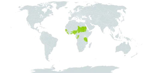 Andropogon tenuiberbis world distribution map, present in Benin, Congo, Ghana, Guinea, Guinea-Bissau, Liberia, Nigeria, Sudan, Senegal, Sierra Leone, Chad, and Tanzania, United Republic of