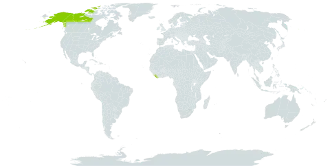 Androsace americana world distribution map, present in Canada, Liberia, and United States of America