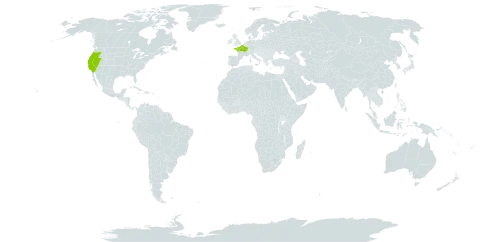 Androsace elongata world distribution map, present in France and United States of America