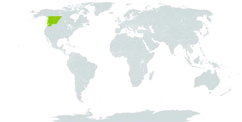 Androsace nivalis world distribution map, present in Canada and United States of America