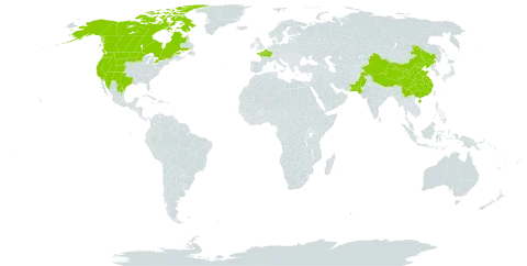 Androsace septentrionalis world distribution map, present in Canada, China, France, Mexico, Pakistan, and United States of America