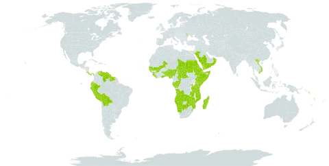 Aneilema world distribution map, present in Angola, Benin, Burkina Faso, Bolivia (Plurinational State of), Botswana, Central African Republic, Congo, Cabo Verde, Costa Rica, Djibouti, Ecuador, Eritrea, Ethiopia, Gabon, Ghana, Guinea, Gambia, Guinea-Bissau, Guyana, Kenya, Liberia, Moldova (Republic of), Madagascar, Mali, Mozambique, Namibia, Nigeria, Oman, Panama, Peru, Rwanda, Saudi Arabia, Sudan, Senegal, Solomon Islands, Sierra Leone, Somalia, Suriname, eSwatini, Chad, Togo, Tanzania, United Republic of, Uganda, Venezuela (Bolivarian Republic of), Viet Nam, Vanuatu, Yemen, Zambia, and Zimbabwe