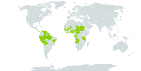 Aneilema umbrosum world distribution map, present in Angola, Benin, Bolivia (Plurinational State of), Brazil, Central African Republic, Congo, Cabo Verde, Costa Rica, Ecuador, Gabon, Ghana, Guinea, Guinea-Bissau, Guyana, Liberia, Mali, Nigeria, Panama, Peru, Sudan, Senegal, Sierra Leone, Suriname, Chad, Togo, Tanzania, United Republic of, Uganda, and Venezuela (Bolivarian Republic of)