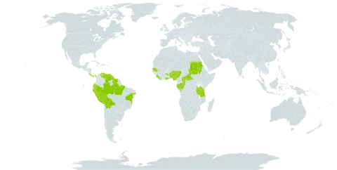 Aneilema umbrosum var. ovato-oblongum world distribution map, present in Benin, Bolivia (Plurinational State of), Brazil, Central African Republic, Congo, Costa Rica, Ecuador, Gabon, Ghana, Guyana, Liberia, Nigeria, Panama, Peru, Sudan, Senegal, Sierra Leone, Suriname, Tanzania, United Republic of, Uganda, and Venezuela (Bolivarian Republic of)