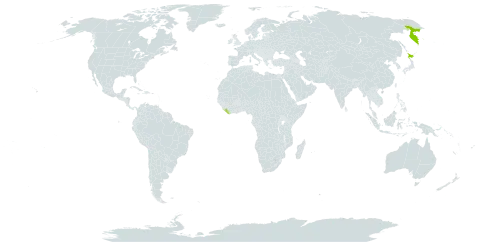 Anemone debilis world distribution map, present in Japan, Liberia, and Russian Federation