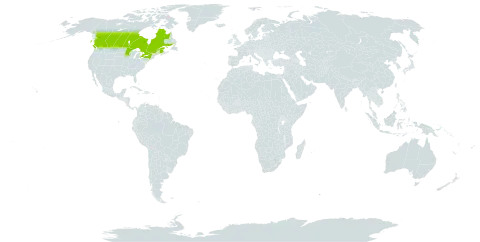 Anemone virginiana var. cylindroidea world distribution map, present in Canada and United States of America