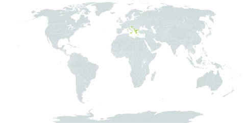 Anemonoides apennina world distribution map, present in Albania, Bosnia and Herzegovina, France, Greece, Croatia, Italy, North Macedonia, Montenegro, and Serbia