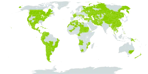 Anethum graveolens world distribution map, present in Afghanistan, Angola, Anguilla, Albania, Argentina, Armenia, Australia, Austria, Azerbaijan, Belgium, Bangladesh, Bulgaria, Bahamas, Belize, Bolivia (Plurinational State of), Brazil, Barbados, Bhutan, Canada, Switzerland, Chile, China, Cameroon, Colombia, Cabo Verde, Costa Rica, Cuba, Cyprus, Djibouti, Dominica, Dominican Republic, Algeria, Ecuador, Spain, Estonia, France, Georgia, Guadeloupe, Greece, Guatemala, Honduras, Croatia, Haiti, Hungary, India, Iran (Islamic Republic of), Israel, Italy, Jamaica, Kazakhstan, Lao People's Democratic Republic, Lebanon, Libya, Lithuania, Latvia, Morocco, Mexico, Mali, Myanmar, Mongolia, Mozambique, Montserrat, Martinique, Mauritius, Nicaragua, Netherlands, Nepal, New Zealand, Pakistan, Panama, Peru, Philippines, Papua New Guinea, Puerto Rico, Portugal, Paraguay, Qatar, Réunion, Romania, Russian Federation, Saudi Arabia, Sudan, Slovakia, Slovenia, Syrian Arab Republic, Turks and Caicos Islands, Chad, Thailand, Tajikistan, Turkmenistan, Trinidad and Tobago, Tunisia, Turkey, Taiwan, Province of China, Ukraine, United States Minor Outlying Islands, United States of America, Uzbekistan, Venezuela (Bolivarian Republic of), Viet Nam, and South Africa