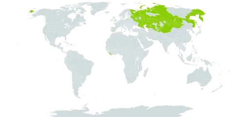 Angelica archangelica subsp. decurrens world distribution map, present in Afghanistan, China, Kazakhstan, Kyrgyzstan, Liberia, Mongolia, Russian Federation, Tajikistan, and Uzbekistan