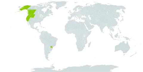 Angelica arguta world distribution map, present in Brazil, Canada, and United States of America