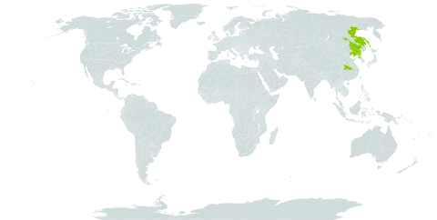 Angelica cincta world distribution map, present in China, Korea (Democratic People's Republic of), and Russian Federation