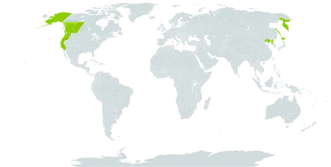 Angelica genuflexa world distribution map, present in Canada, China, Japan, Korea (Democratic People's Republic of), Russian Federation, and United States of America