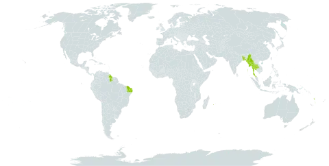 Angelonia biflora world distribution map, present in American Samoa, Bangladesh, Brazil, Fiji, Guyana, India, Myanmar, Mauritius, Pitcairn, Réunion, Thailand, and Vanuatu