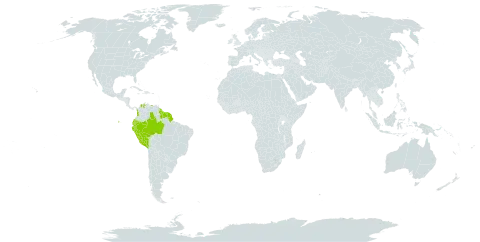 Aniba guianensis world distribution map, present in Brazil, Colombia, Ecuador, French Guiana, Guyana, Peru, Suriname, and Venezuela (Bolivarian Republic of)