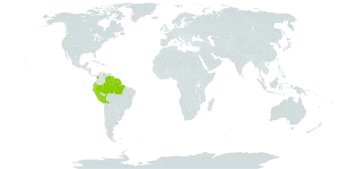 Aniba megaphylla world distribution map, present in Bolivia (Plurinational State of), Brazil, Colombia, Ecuador, French Guiana, Guyana, Peru, Suriname, and Venezuela (Bolivarian Republic of)