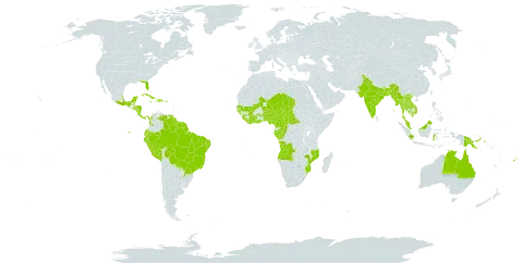 Aniseia martinicensis world distribution map, present in Angola, Argentina, Australia, Benin, Bangladesh, Belize, Bolivia (Plurinational State of), Brazil, Central African Republic, Côte d'Ivoire, Cameroon, Congo, Colombia, Costa Rica, Cuba, Dominican Republic, Ecuador, Fiji, Micronesia (Federated States of), Gabon, Ghana, Guinea, Guadeloupe, Guinea-Bissau, French Guiana, Guyana, Honduras, Haiti, Indonesia, India, Jamaica, Cambodia, Lao People's Democratic Republic, Liberia, Sri Lanka, Mexico, Mali, Myanmar, Mozambique, Martinique, Malaysia, Niger, Nigeria, Nicaragua, Nepal, Panama, Peru, Papua New Guinea, Puerto Rico, Paraguay, Senegal, Singapore, Sierra Leone, El Salvador, Suriname, Chad, Thailand, Tonga, Trinidad and Tobago, Tanzania, United Republic of, United States of America, Venezuela (Bolivarian Republic of), and Viet Nam