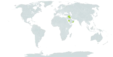 Anisosciadium lanatum world distribution map, present in Iraq, Kuwait, Oman, and Saudi Arabia