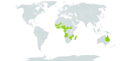 Anisostachya tenella world distribution map, present in Angola, Australia, Burkina Faso, Central African Republic, Côte d'Ivoire, Cameroon, Congo, Gabon, Ghana, Guinea, Guinea-Bissau, Equatorial Guinea, Liberia, Madagascar, Mali, Mozambique, Malawi, Nigeria, Senegal, Sierra Leone, South Sudan, Sao Tome and Principe, Togo, Tanzania, United Republic of, and Zimbabwe