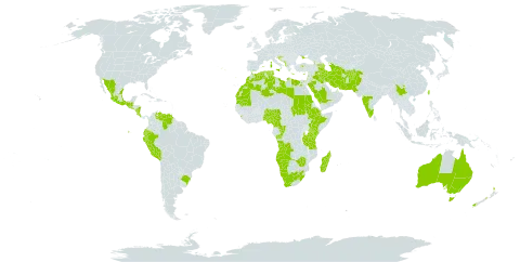 Anogramma leptophylla world distribution map, present in Afghanistan, Angola, Albania, Armenia, Australia, Azerbaijan, Brazil, China, Cameroon, Congo, Cabo Verde, Costa Rica, Cyprus, Djibouti, Algeria, Ecuador, Egypt, Spain, Ethiopia, France, Georgia, Gibraltar, Equatorial Guinea, Greece, Guatemala, Croatia, India, Iran (Islamic Republic of), Iraq, Israel, Italy, Kenya, Lebanon, Libya, Sri Lanka, Lesotho, Morocco, Madagascar, Mexico, North Macedonia, Malta, Montenegro, Mauritania, Malawi, Namibia, Nigeria, Nicaragua, New Zealand, Pakistan, Peru, Portugal, Palestine, State of, Saudi Arabia, Sudan, El Salvador, Turkmenistan, Tunisia, Turkey, Taiwan, Province of China, Tanzania, United Republic of, Uganda, Ukraine, Venezuela (Bolivarian Republic of), South Africa, and Zimbabwe