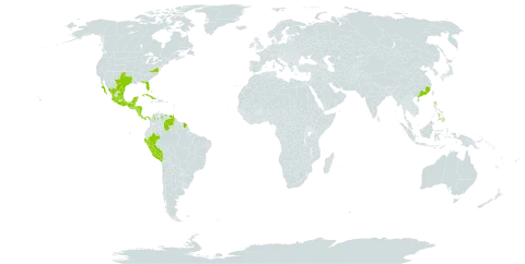 Anredera vesicaria world distribution map, present in Antigua and Barbuda, Bahamas, Belize, Barbados, China, Colombia, Costa Rica, Cuba, Cayman Islands, Guadeloupe, Grenada, Guatemala, French Guiana, Hong Kong, Honduras, Jamaica, Saint Lucia, Mexico, Martinique, Nicaragua, Panama, Peru, Philippines, Puerto Rico, Trinidad and Tobago, United States of America, and Venezuela (Bolivarian Republic of)