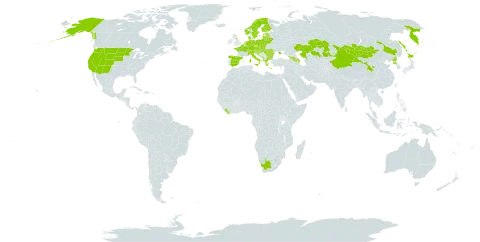 Antennaria dioica world distribution map, present in Albania, Andorra, Armenia, Austria, Azerbaijan, Belgium, Bulgaria, Bosnia and Herzegovina, Belarus, Switzerland, China, Czech Republic, Germany, Denmark, Spain, Estonia, Finland, France, United Kingdom of Great Britain and Northern Ireland, Georgia, Greece, Croatia, Hungary, Italy, Japan, Kazakhstan, Liberia, Liechtenstein, Lithuania, Luxembourg, Latvia, Moldova (Republic of), North Macedonia, Montenegro, Mongolia, Netherlands, Norway, Poland, Korea (Democratic People's Republic of), Romania, Russian Federation, Serbia, Slovakia, Slovenia, Sweden, Ukraine, United States of America, and South Africa