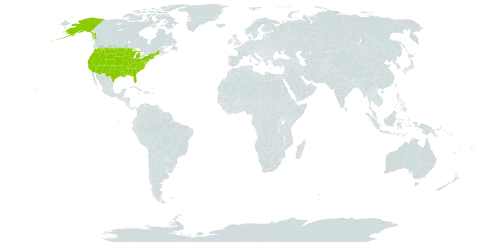 Antennaria world distribution map, present in United States of America