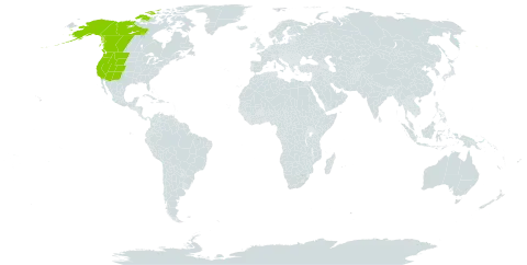 Antennaria media world distribution map, present in Canada and United States of America