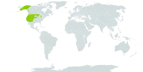 Antennaria rosea world distribution map, present in United States of America