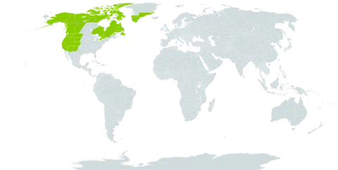 Antennaria rosea subsp. confinis world distribution map, present in Canada, Greenland, and United States of America