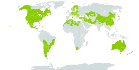 Anthemis cotula world distribution map, present in Anguilla, Albania, Argentina, Armenia, American Samoa, Australia, Austria, Belgium, Bulgaria, Bosnia and Herzegovina, Belarus, Bolivia (Plurinational State of), Brazil, Canada, Switzerland, China, Cuba, Cyprus, Czech Republic, Germany, Denmark, Dominican Republic, Algeria, Egypt, Spain, Estonia, Finland, Falkland Islands (Malvinas), France, United Kingdom of Great Britain and Northern Ireland, Georgia, Greece, Honduras, Croatia, Hungary, India, Iran (Islamic Republic of), Iraq, Israel, Italy, Japan, Kazakhstan, Lebanon, Libya, Lithuania, Luxembourg, Latvia, Morocco, Moldova (Republic of), Mexico, North Macedonia, Malta, Montenegro, Netherlands, Norway, New Zealand, Pakistan, Poland, Korea (Democratic People's Republic of), Portugal, Paraguay, Romania, Russian Federation, Saudi Arabia, Saint Helena, Ascension and Tristan da Cunha, Serbia, Slovakia, Slovenia, Sweden, Tunisia, Turkey, Ukraine, Uruguay, United States of America, and South Africa