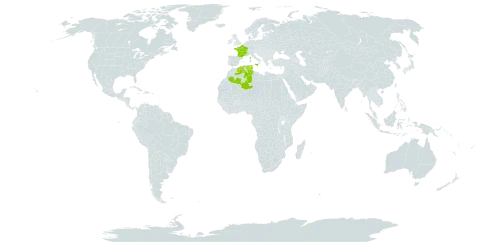 Anthemis cretica subsp. columnae world distribution map, present in Algeria, France, Italy, and Tunisia