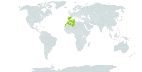 Anthemis pedunculata subsp. pedunculata world distribution map, present in Algeria, Spain, Morocco, and Tunisia