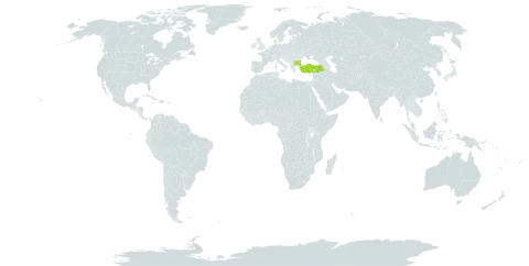 Anthemis rumelica world distribution map, present in Bulgaria and Turkey