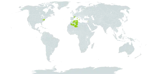 Anthemis secundiramea world distribution map, present in Algeria, Spain, France, Italy, Lebanon, Malta, Tunisia, and United States of America