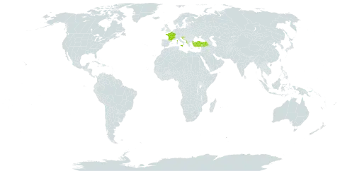 Anthemis tomentosa subsp. tomentosa world distribution map, present in Albania, France, Croatia, Italy, and Turkey