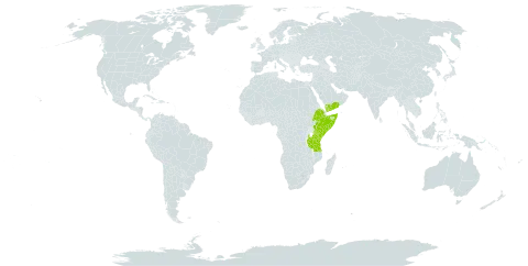 Anthericum corymbosum world distribution map, present in Ethiopia, Kenya, Somalia, Tanzania, United Republic of, and Yemen