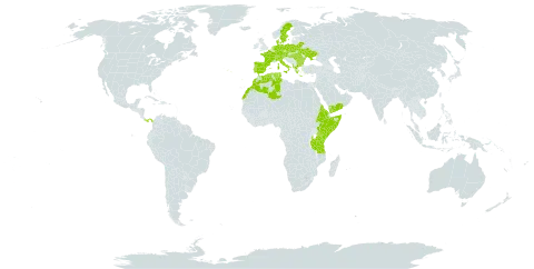 Anthericum world distribution map, present in Albania, Austria, Bulgaria, Belarus, Switzerland, Czech Republic, Germany, Denmark, Algeria, Eritrea, Spain, Ethiopia, France, Greece, Hungary, Italy, Kenya, Morocco, Netherlands, Panama, Poland, Portugal, Romania, Somalia, Sweden, Turks and Caicos Islands, Tunisia, Tanzania, United Republic of, Uganda, Ukraine, and Yemen