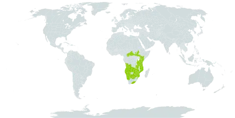 Antherotoma debilis world distribution map, present in Angola, Botswana, Central African Republic, Kenya, Mozambique, Malawi, Namibia, South Sudan, eSwatini, Tanzania, United Republic of, Uganda, South Africa, Zambia, and Zimbabwe