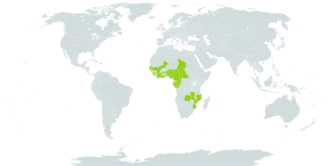 Antherotoma irvingiana world distribution map, present in Benin, Burkina Faso, Central African Republic, Côte d'Ivoire, Cameroon, Congo, Gabon, Ghana, Guinea, Gambia, Mali, Mozambique, Nigeria, Senegal, Sierra Leone, Chad, and Zambia