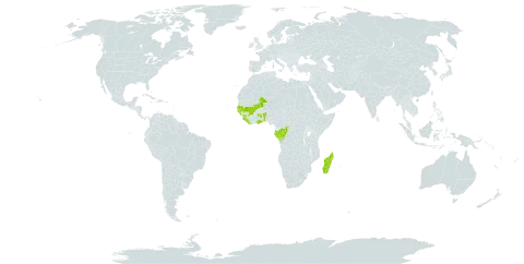 Anthostema world distribution map, present in Benin, Congo, Cabo Verde, Gabon, Ghana, Guinea, Gambia, Guinea-Bissau, Liberia, Madagascar, Mali, Senegal, and Sierra Leone