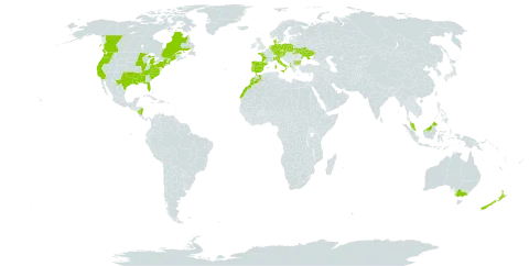 Anthoxanthum aristatum world distribution map, present in Åland Islands, Albania, Australia, Austria, Bulgaria, Canada, Czech Republic, Germany, Denmark, Spain, France, Micronesia (Federated States of), Italy, Morocco, Malaysia, Nicaragua, Netherlands, New Zealand, Poland, Portugal, Ukraine, and United States of America