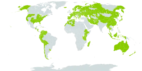 Anthoxanthum world distribution map, present in Afghanistan, Åland Islands, Albania, Australia, Austria, Bulgaria, Belarus, Bolivia (Plurinational State of), Switzerland, Chile, China, Colombia, Costa Rica, Czech Republic, Germany, Dominica, Denmark, Algeria, Ecuador, Spain, Ethiopia, Finland, Falkland Islands (Malvinas), France, Micronesia (Federated States of), Georgia, Greece, Guatemala, Haiti, Hungary, Indonesia, Ireland, Iran (Islamic Republic of), Iceland, Italy, Jamaica, Japan, Kazakhstan, Kenya, Kyrgyzstan, Lesotho, Morocco, Moldova (Republic of), Madagascar, Myanmar, Montenegro, Malaysia, Norfolk Island, Nicaragua, Netherlands, Norway, Nepal, New Zealand, Pakistan, Peru, Philippines, Poland, Korea (Democratic People's Republic of), Portugal, Réunion, Romania, Russian Federation, Rwanda, Svalbard and Jan Mayen, Sweden, Turks and Caicos Islands, Thailand, Turkmenistan, Tunisia, Taiwan, Province of China, Tanzania, United Republic of, Uganda, Ukraine, Uruguay, United States of America, and Venezuela (Bolivarian Republic of)